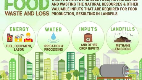 Food Waste vs. Food Loss: Exploring Effective Strategies to Save Our Planet